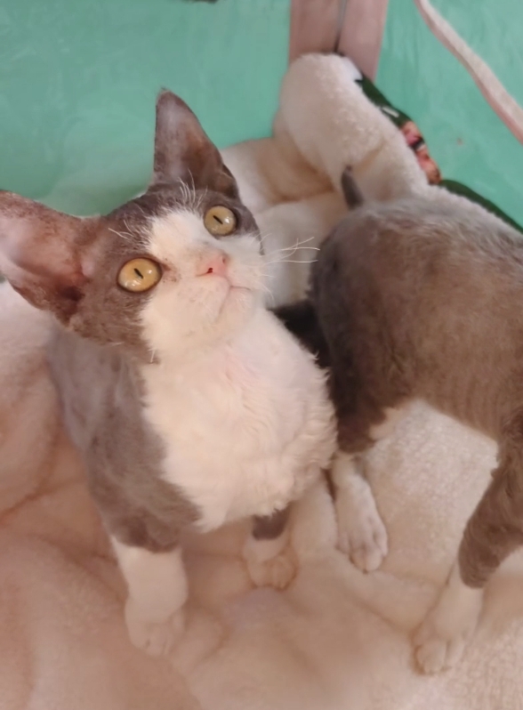 蓝白正开脸德文弟弟，特价1888，打了一针疫苗